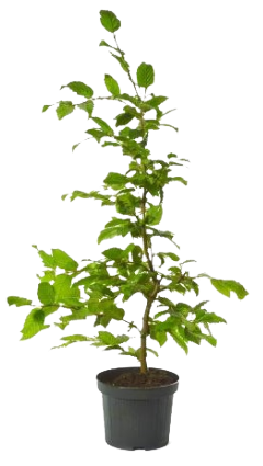 Agnbøk hekkplante i potte